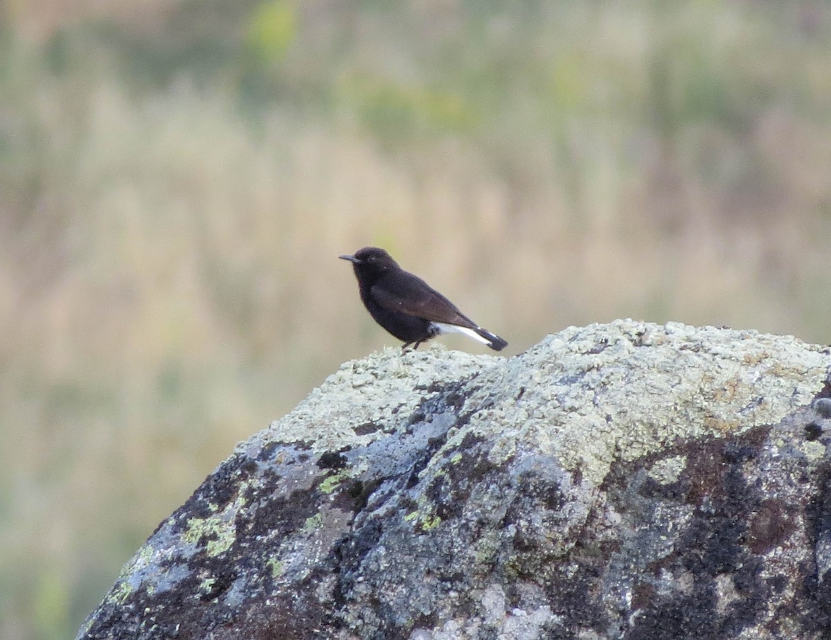 Black Wheatear - Nayib Hamdoun