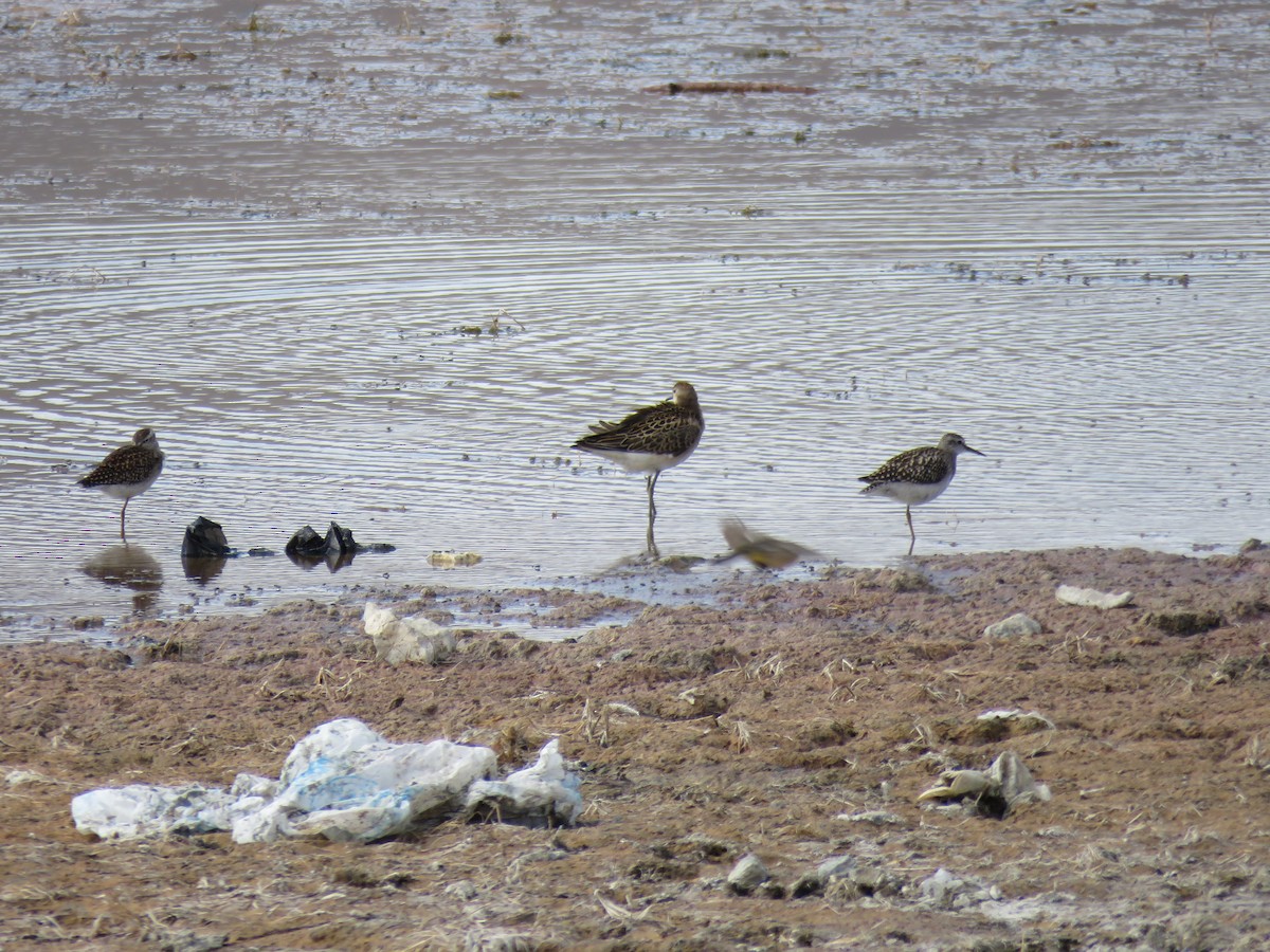 Wood Sandpiper - ML622761643