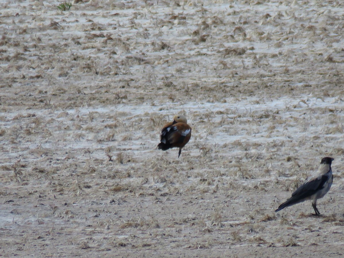 Ruddy Shelduck - ML622761652