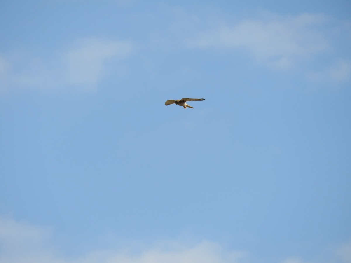 Lesser Kestrel - ML622761681