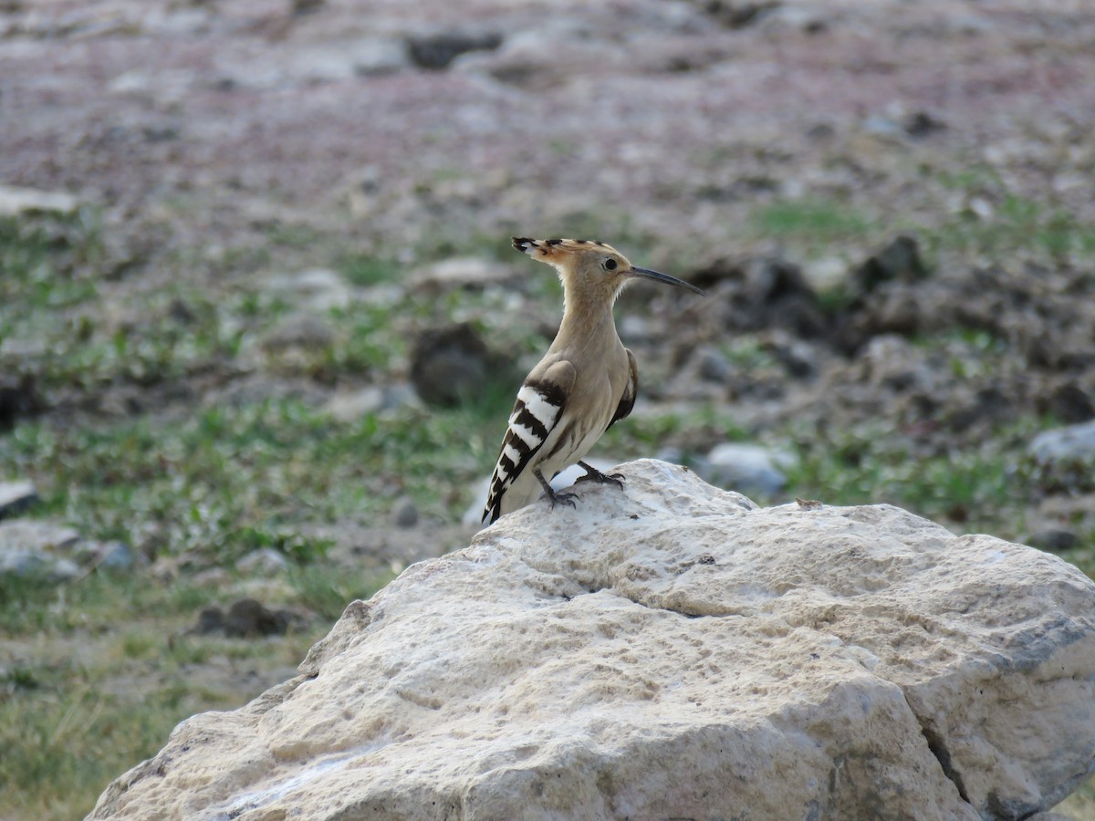 Eurasian Hoopoe - ML622761697