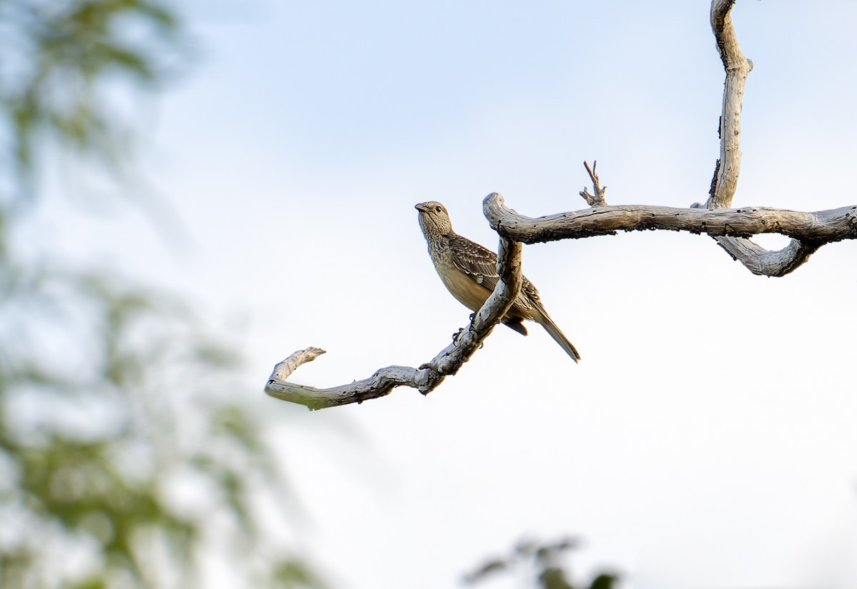 Fawn-breasted Bowerbird - ML622761740