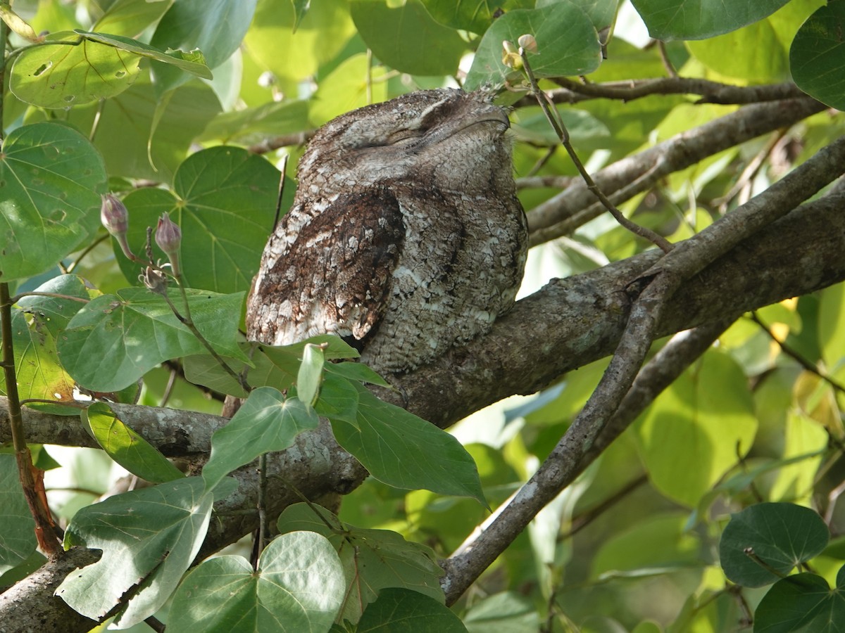 Papuan Frogmouth - Peter Yendle