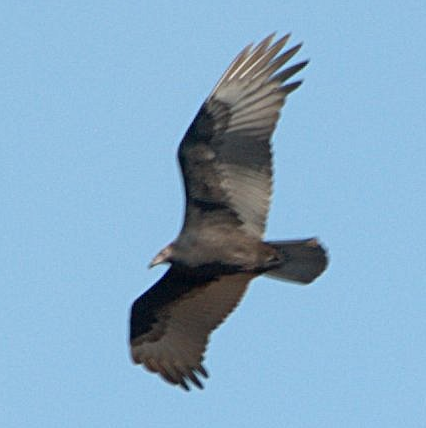 Turkey Vulture - ML622761797