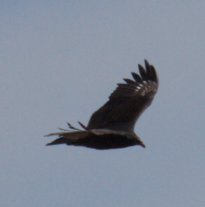 Turkey Vulture - ML622761822