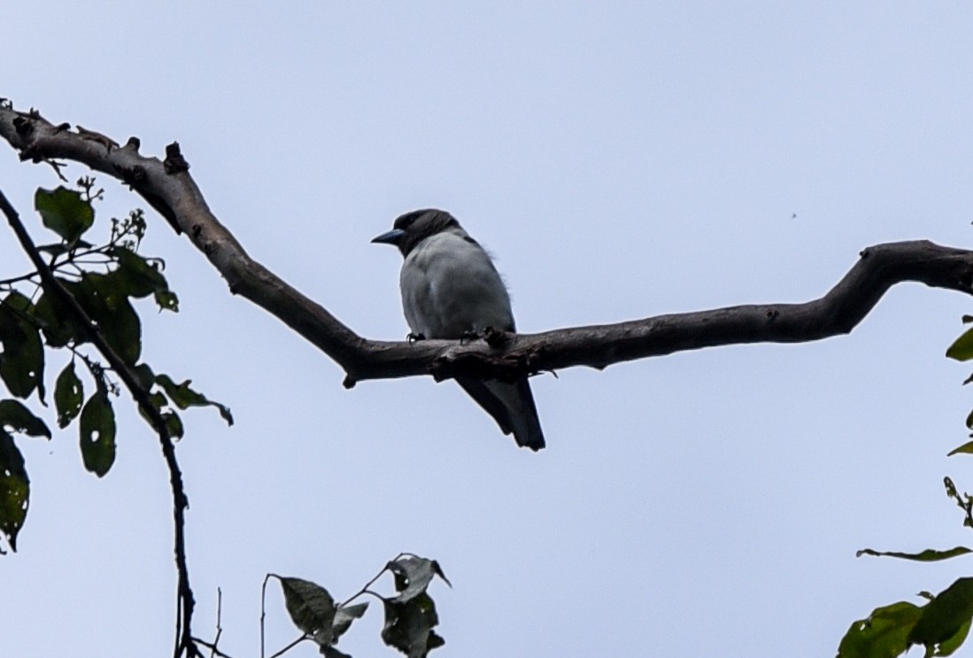 Ivory-backed Woodswallow - ML622761835