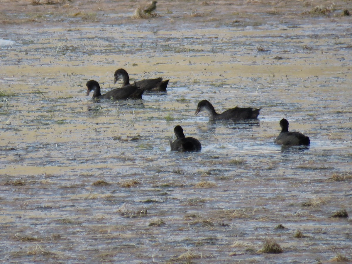 Eurasian Coot - ML622761838