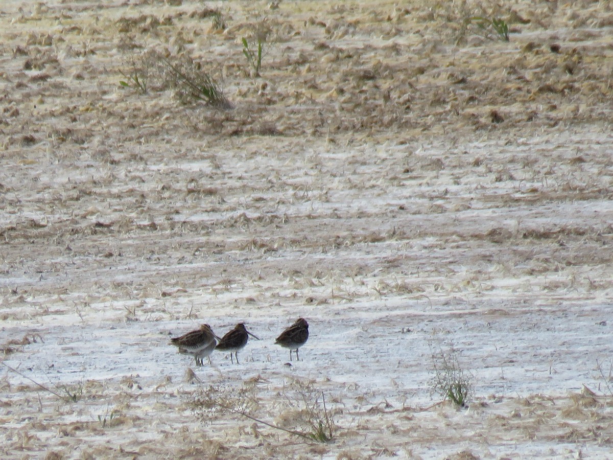 Common Snipe - ML622761845