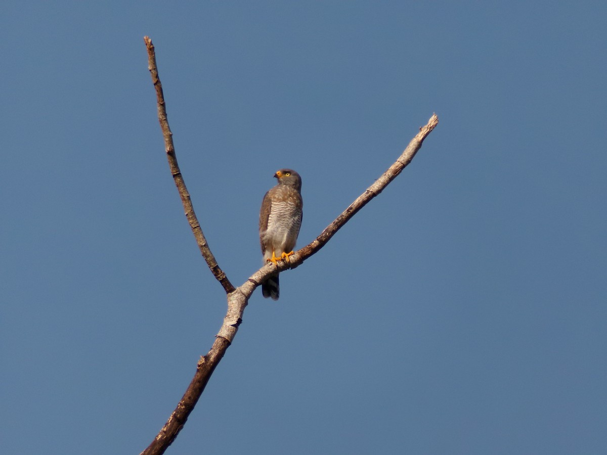 Roadside Hawk - ML622761852