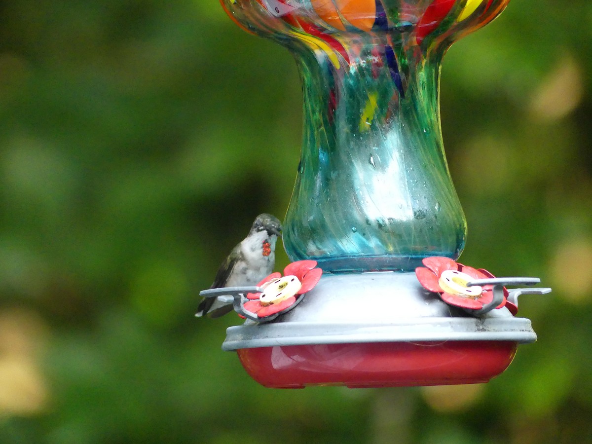 Ruby-throated Hummingbird - Cindy Sherwood