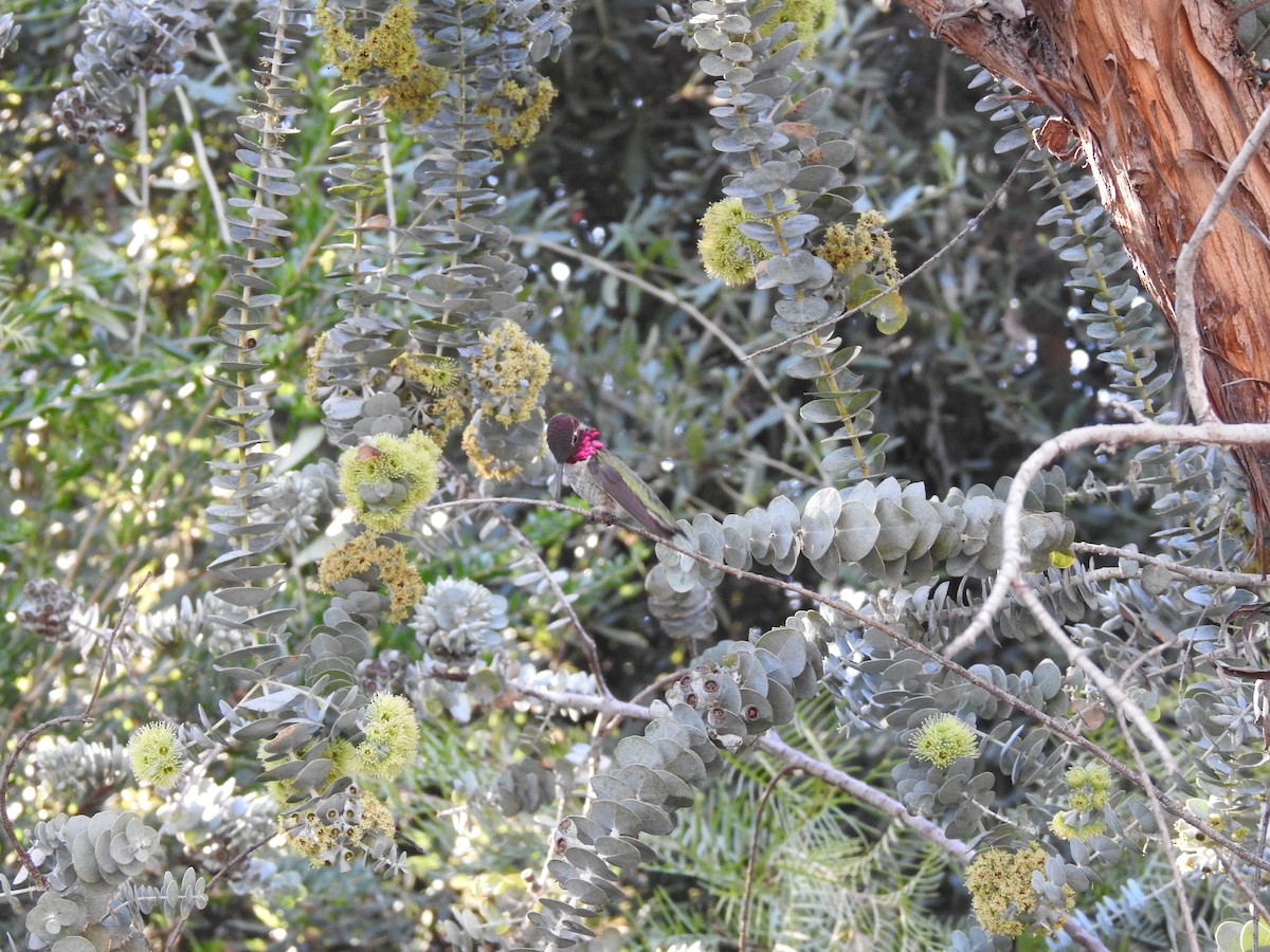 Anna's Hummingbird - Jason Bassett