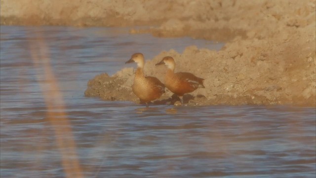 Suirirí Capirotado - ML622761974