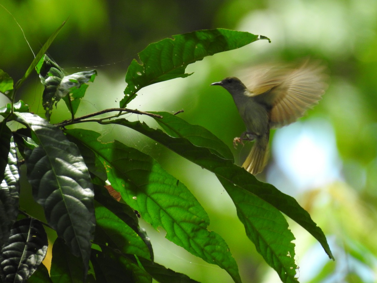 Plain Sunbird - Andrew Durso