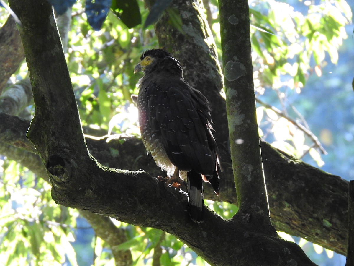 Crested Serpent-Eagle - Andrew Durso