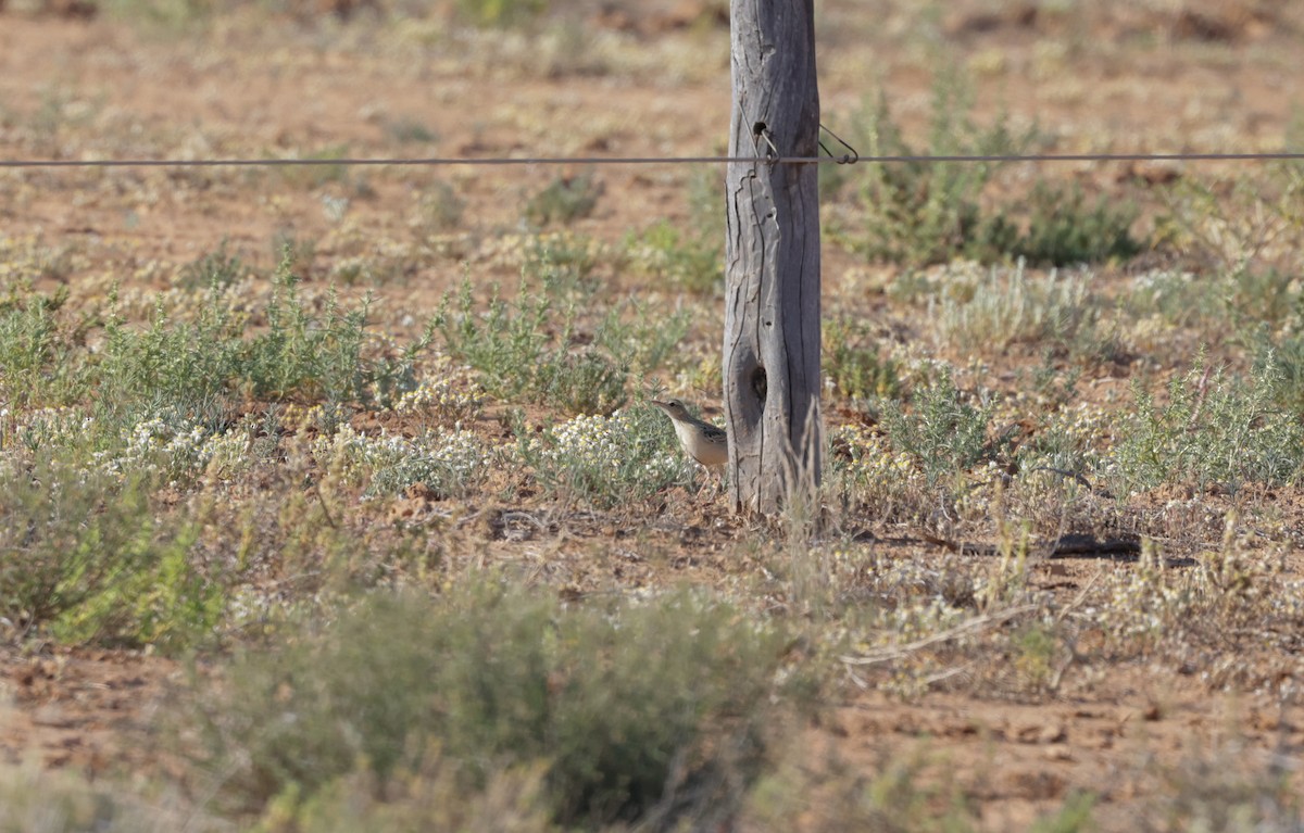 Australian Pipit - ML622761999