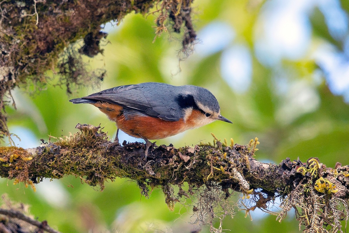 White-browed Nuthatch - ML622762015