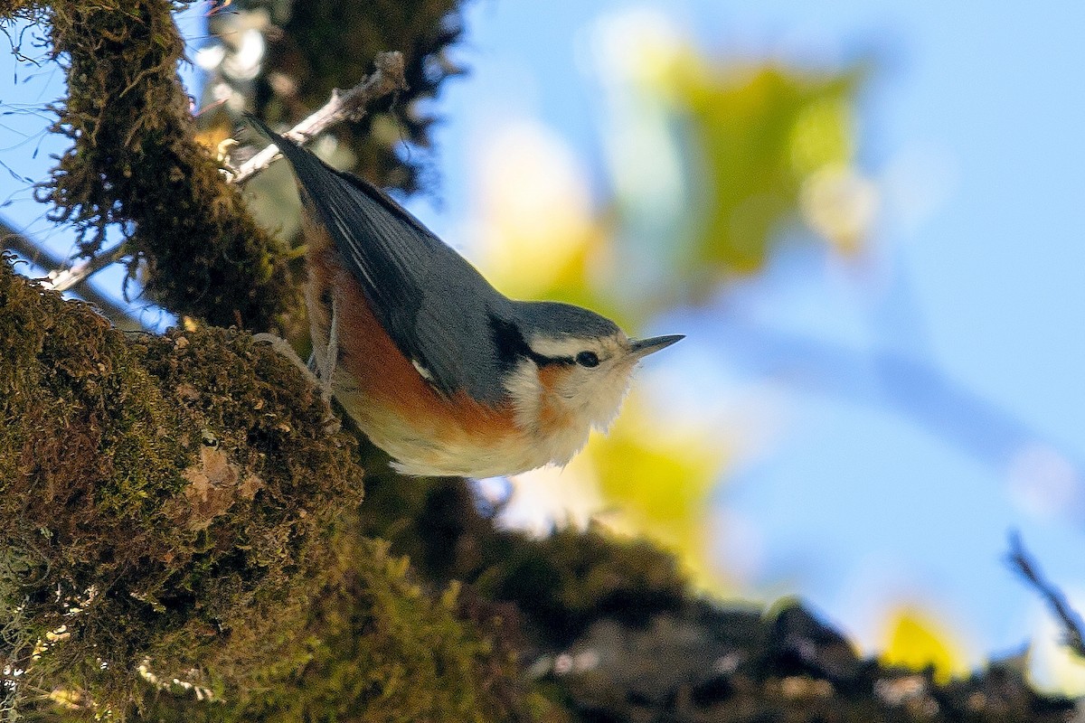 White-browed Nuthatch - ML622762016