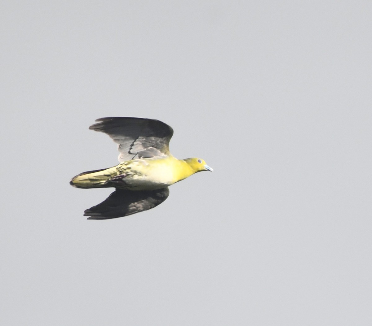 White-bellied Green-Pigeon - ML622762018