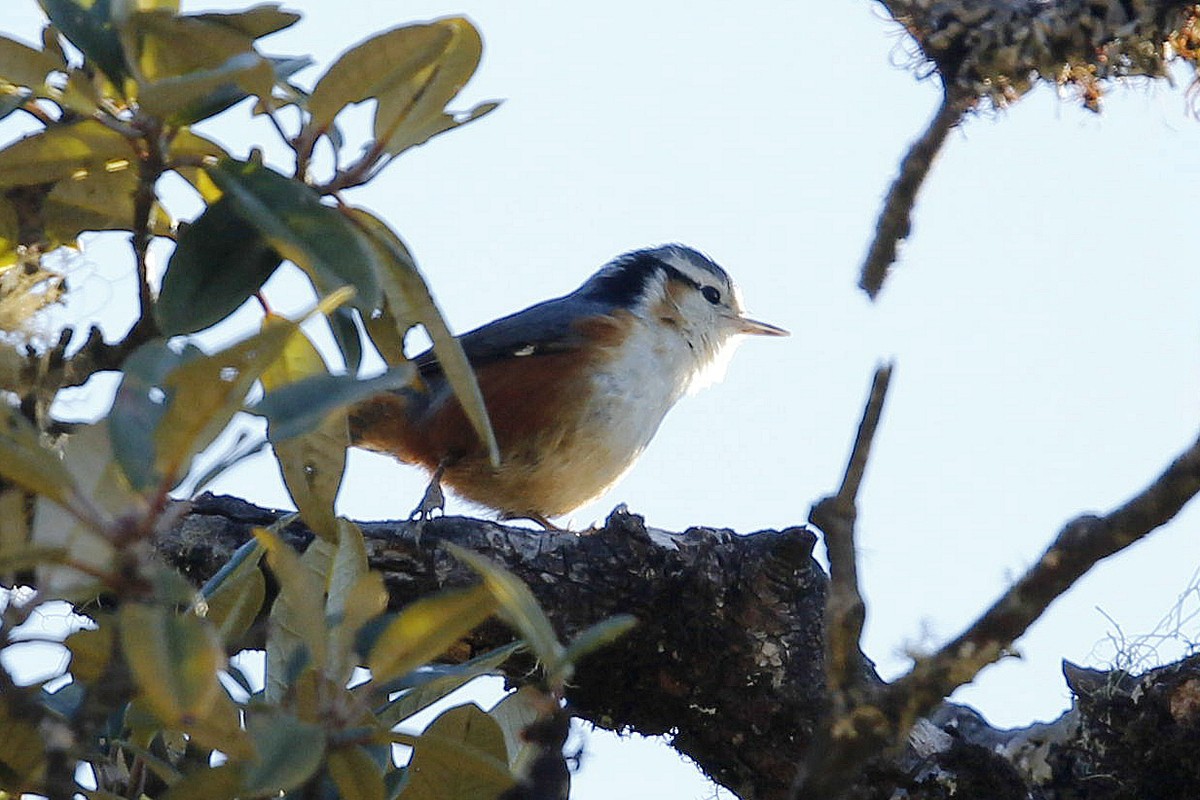White-browed Nuthatch - ML622762023