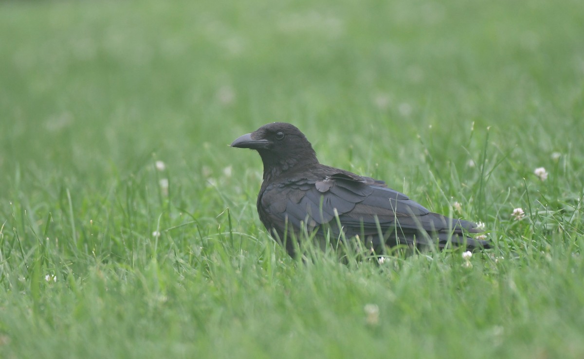 Carrion Crow - Enoch Cheuk