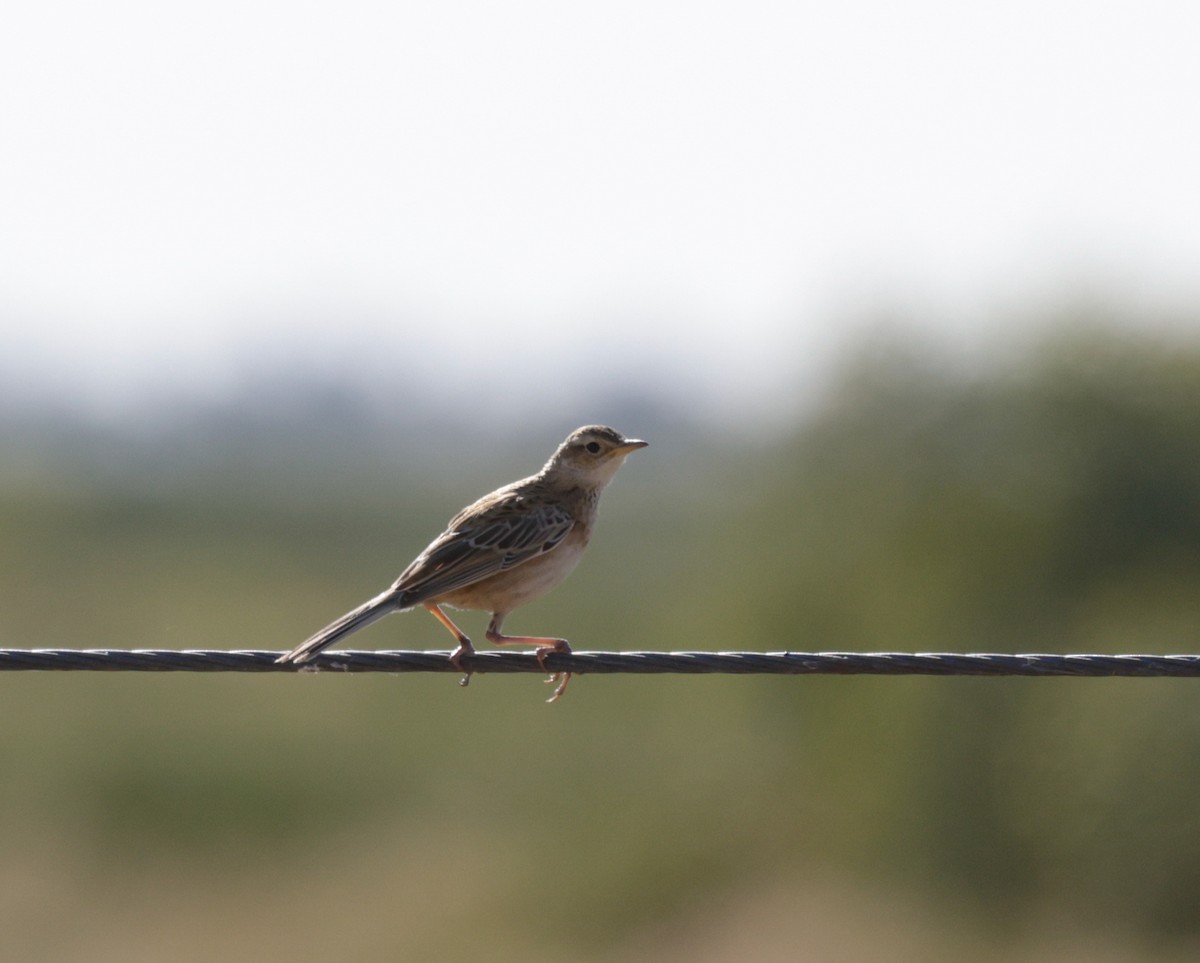 Rufous Songlark - ML622762104