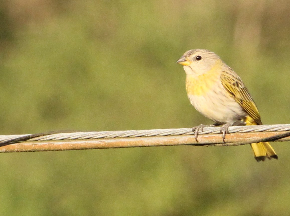 Saffron Finch - Miguel  Magro