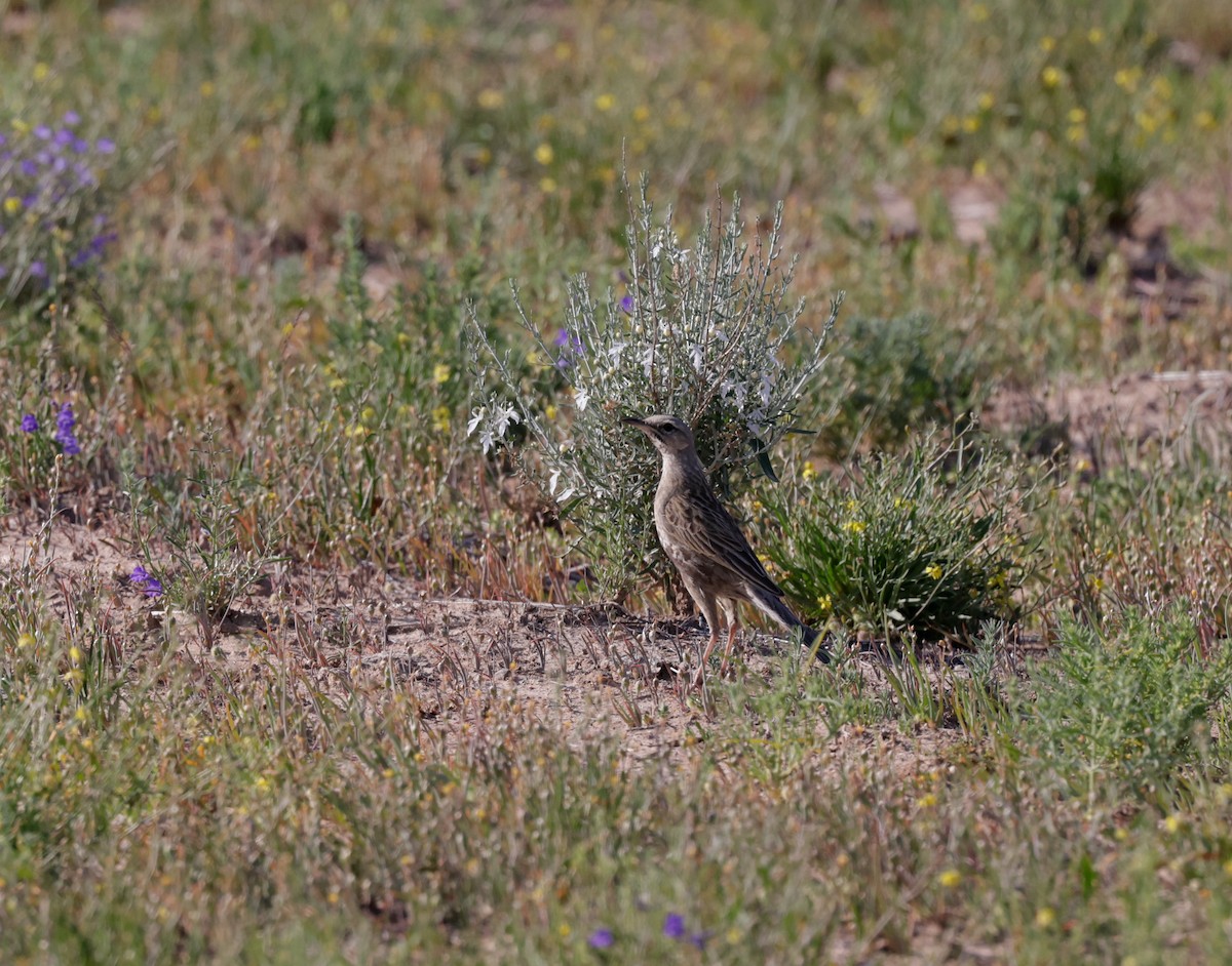 Brown Songlark - ML622762131