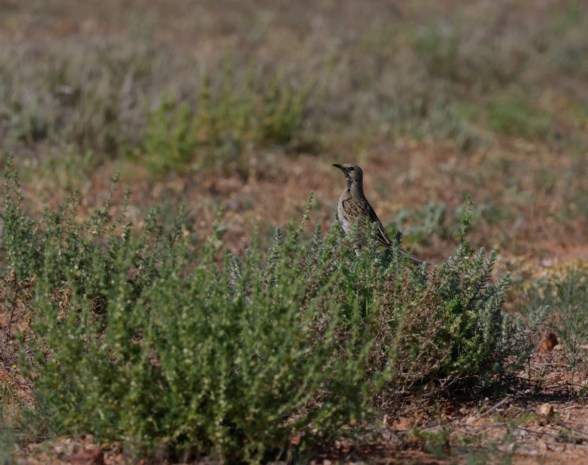 Brown Songlark - ML622762132
