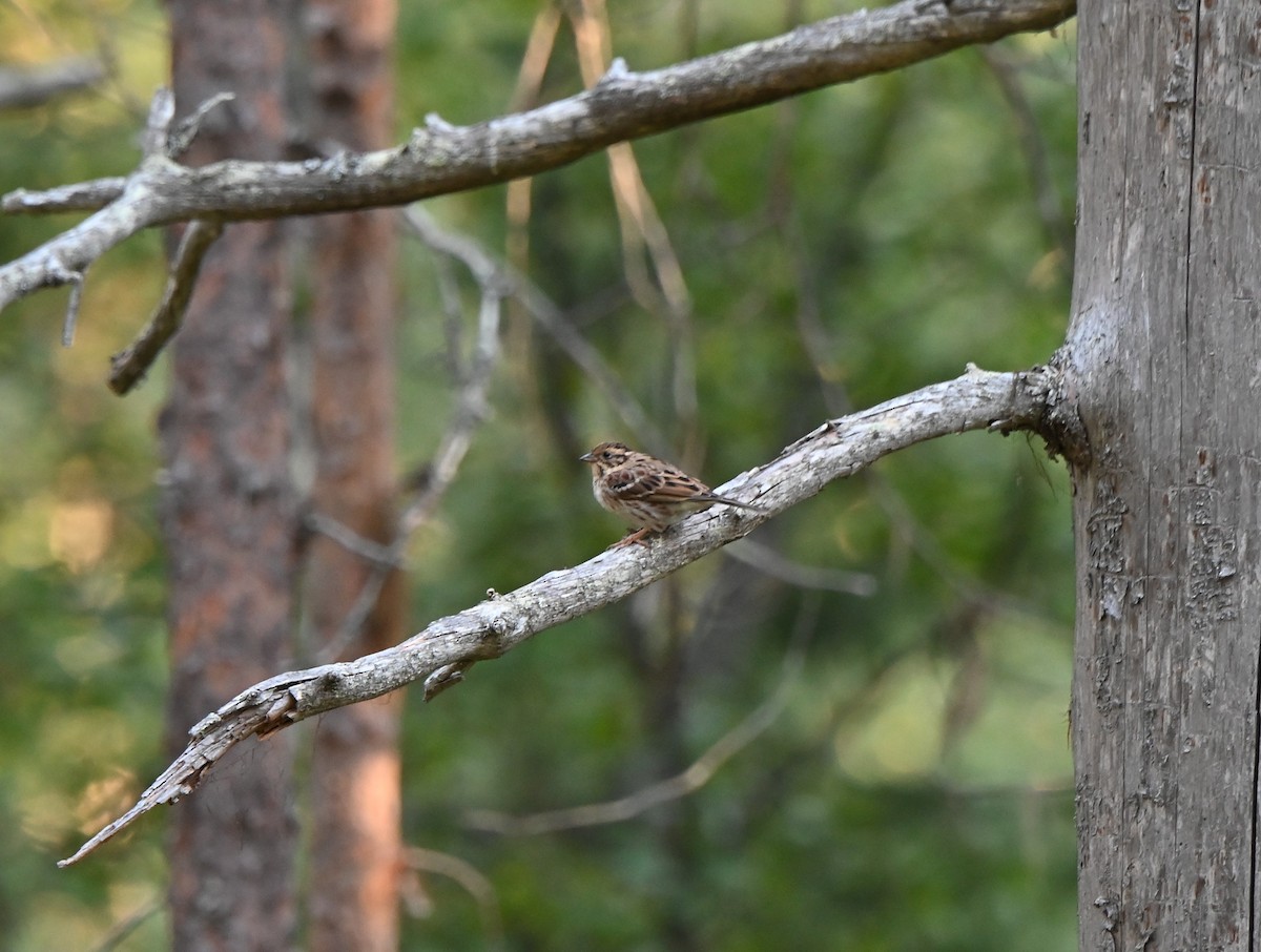 Rustic Bunting - ML622762139