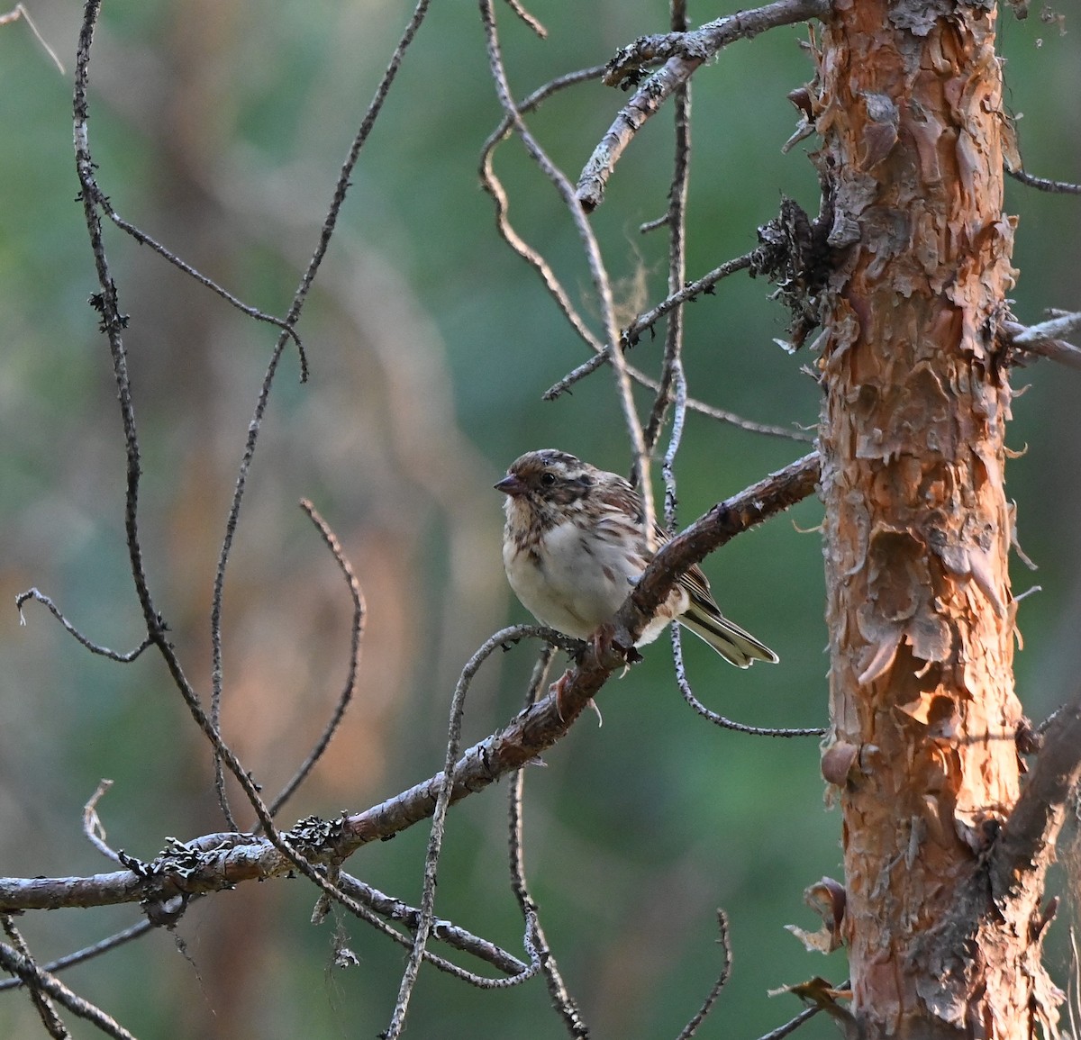 Rustic Bunting - ML622762141