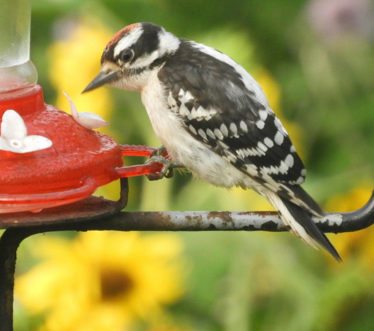 Downy Woodpecker - Kathleen Spicer