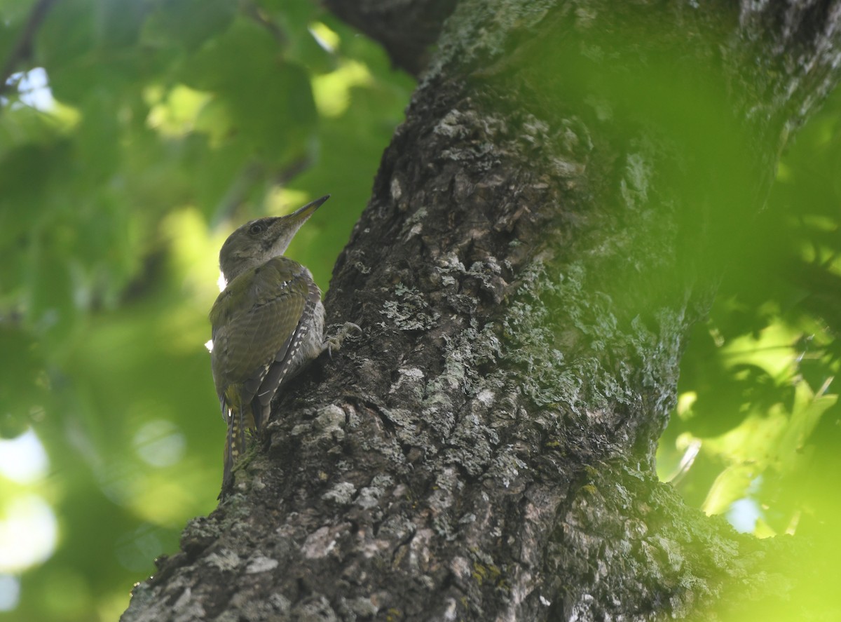 Gray-headed Woodpecker - ML622762156