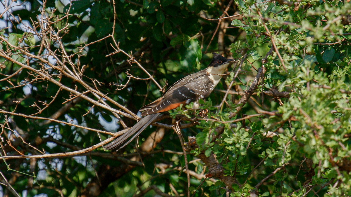 Great Spotted Cuckoo - ML622762167