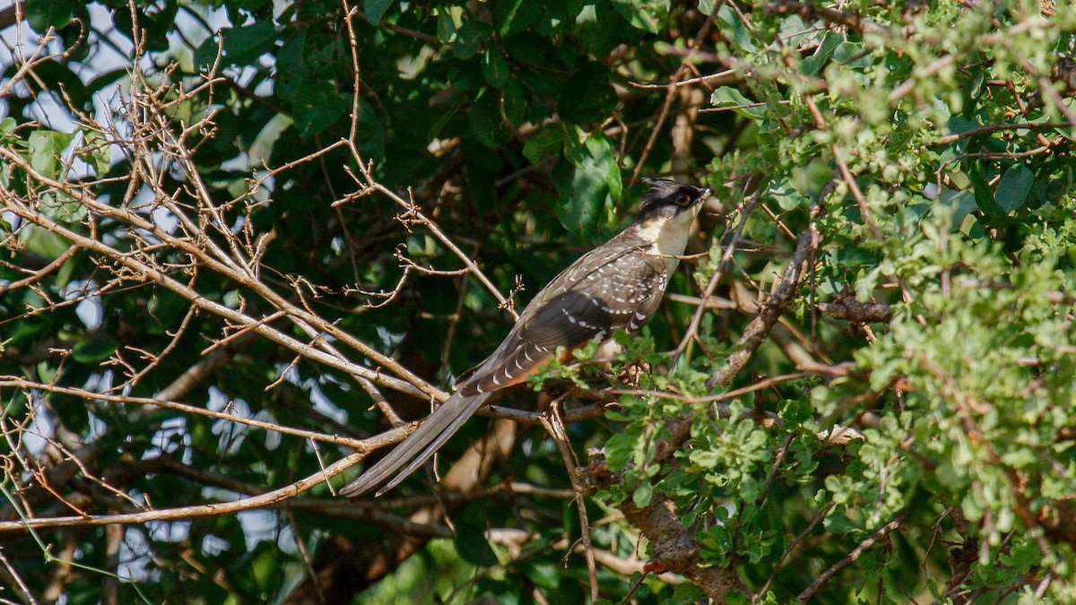 Great Spotted Cuckoo - ML622762168