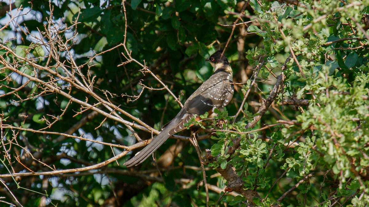 Great Spotted Cuckoo - ML622762172