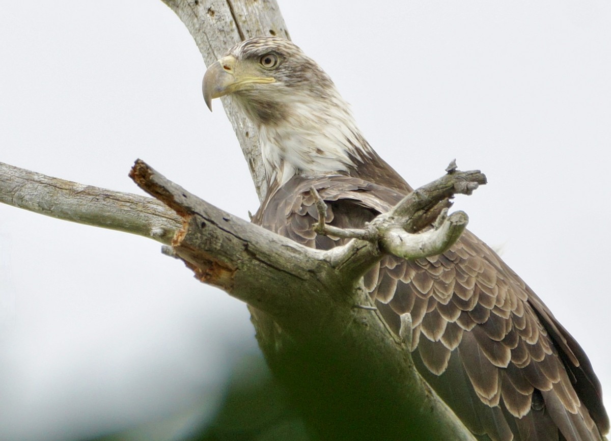 Bald Eagle - ML622762186