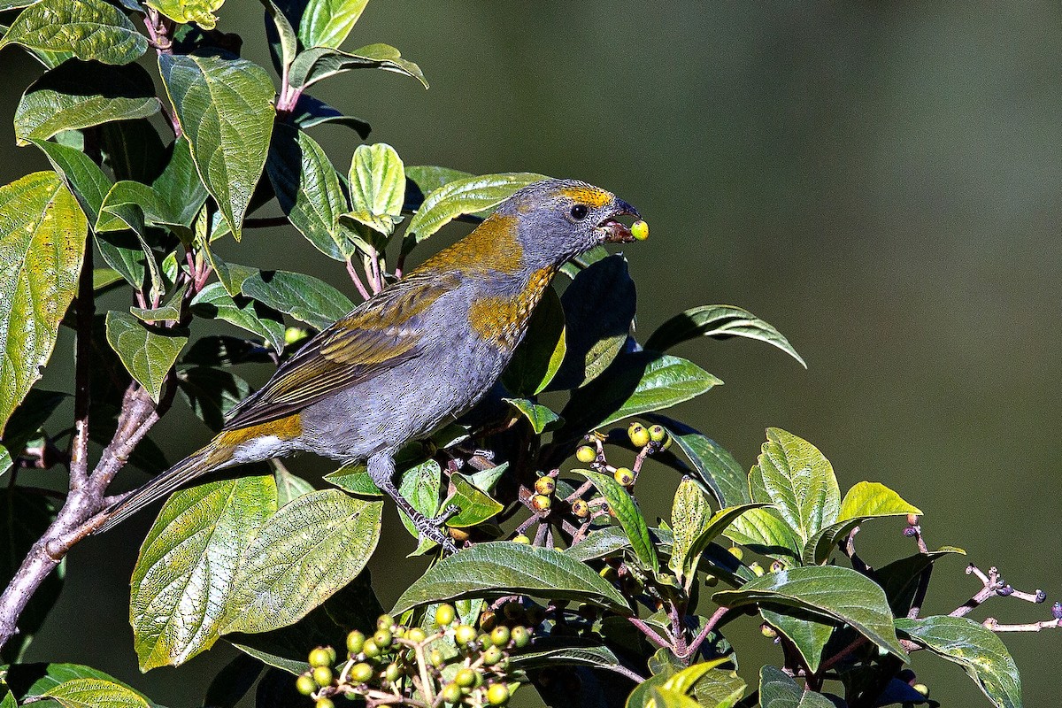 Camachuelo Cejirrojo - ML622762197