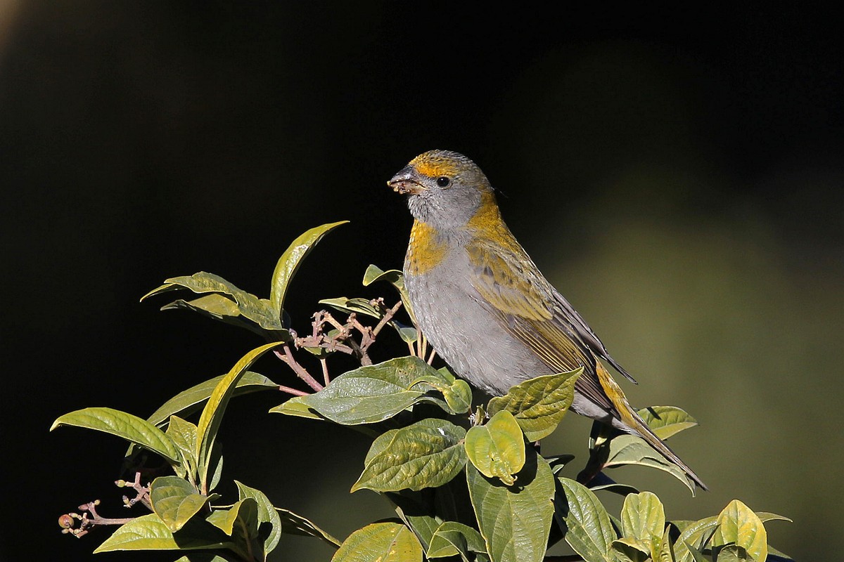 Crimson-browed Finch - ML622762213