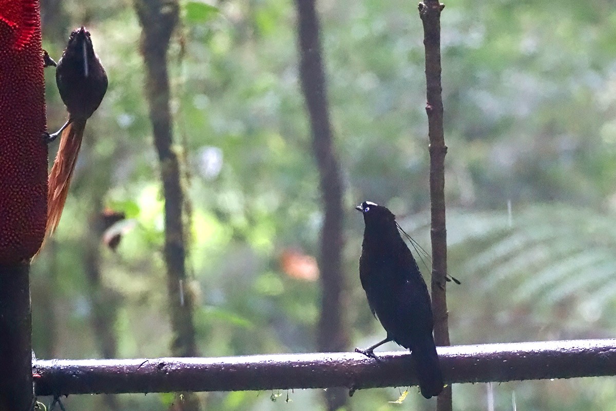 Western Parotia - ML622762243