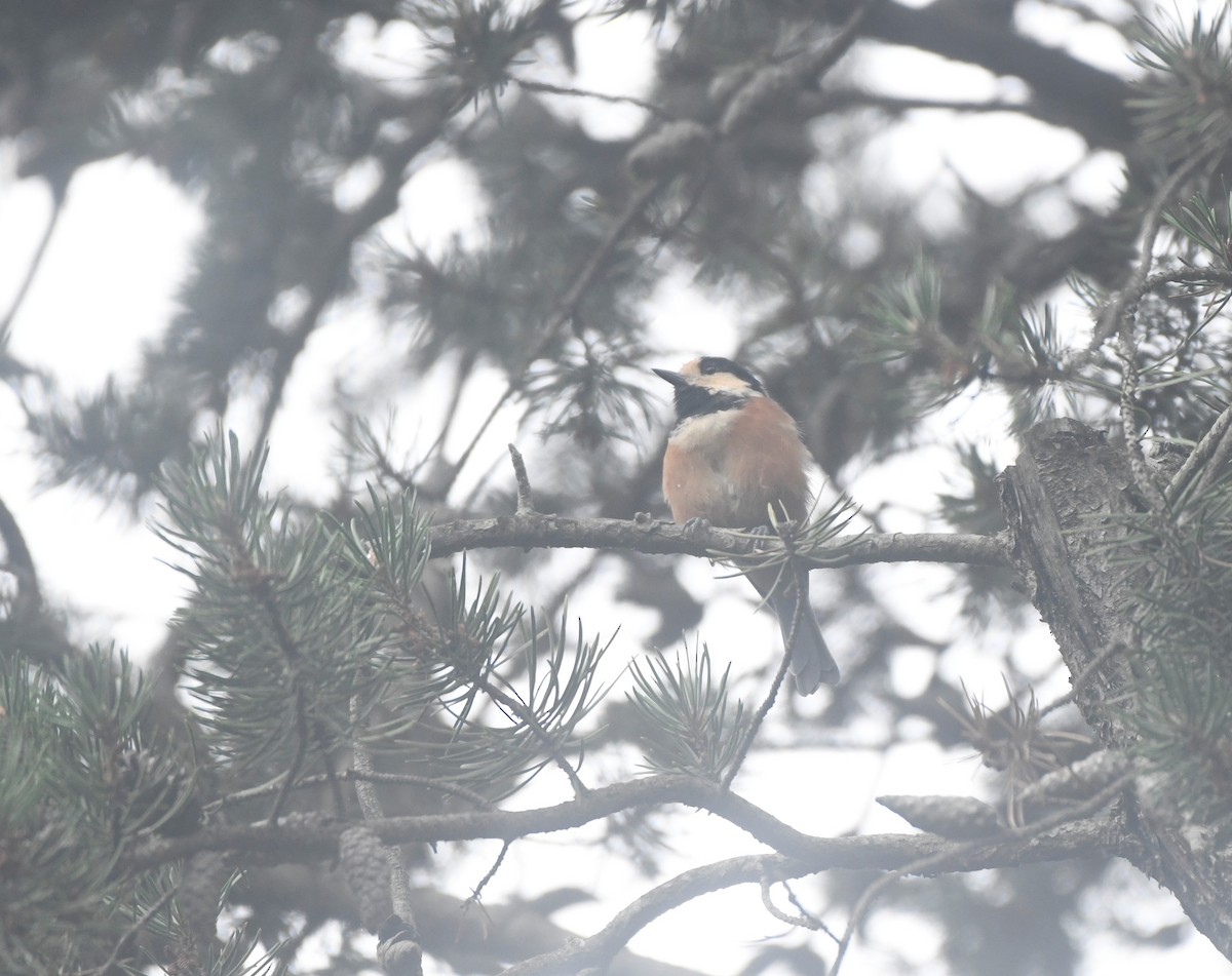 Varied Tit - ML622762246