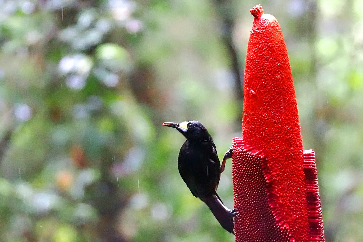 Long-tailed Paradigalla - ML622762250