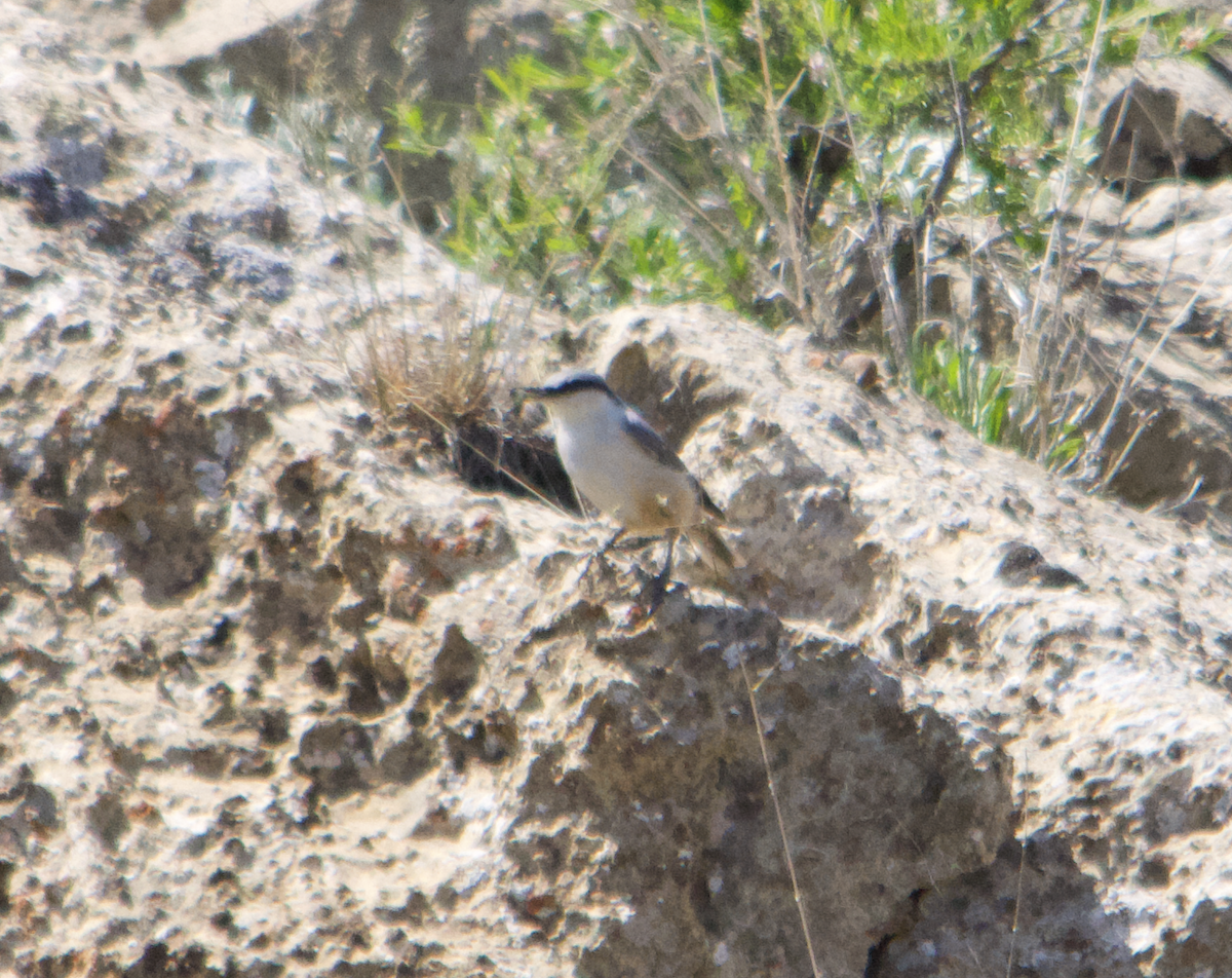 Eastern Rock Nuthatch - ML622762262