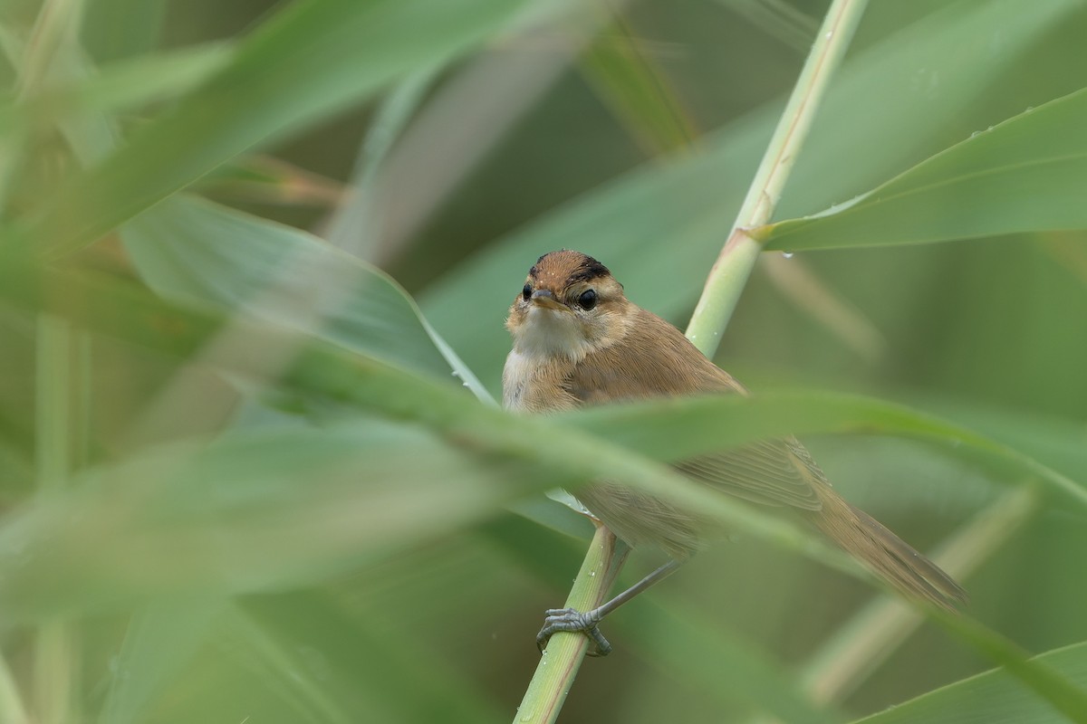 Black-browed Reed Warbler - ML622762274