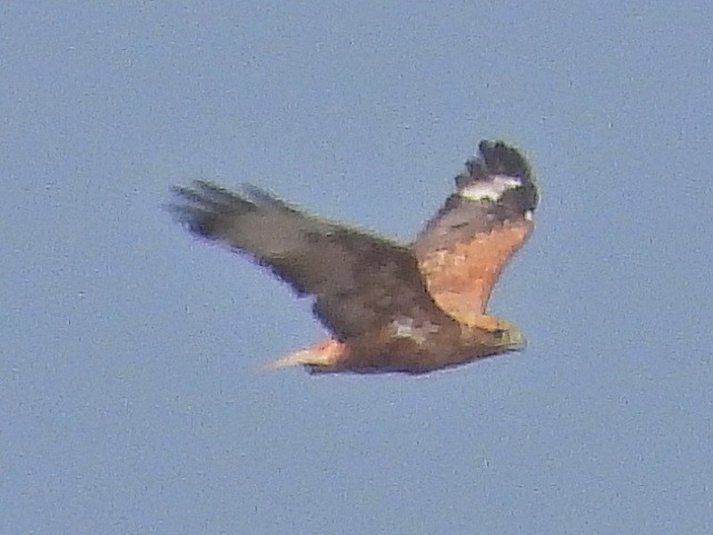 Long-legged Buzzard - ML622762298