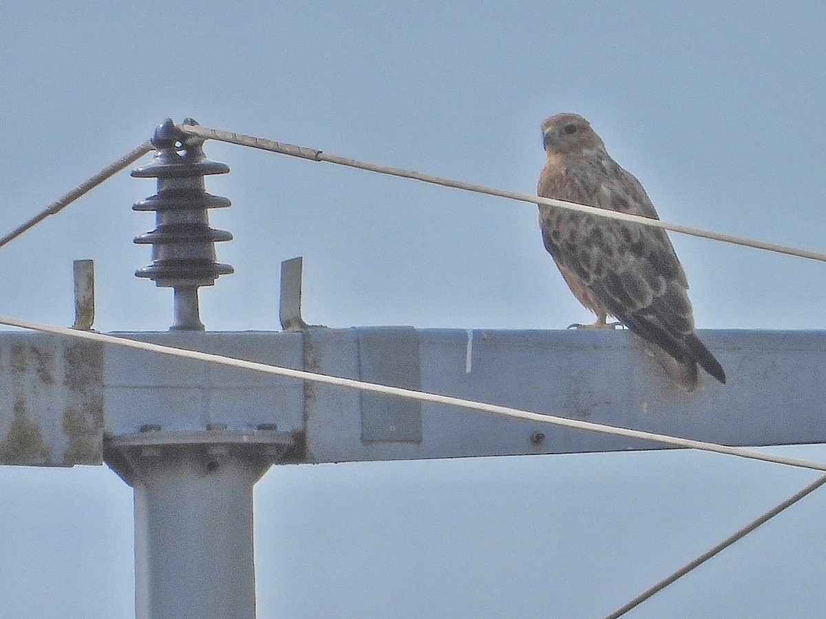 Long-legged Buzzard - ML622762299