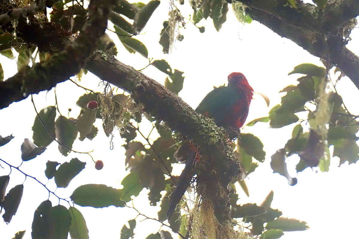 Moluccan King-Parrot - ML622762323