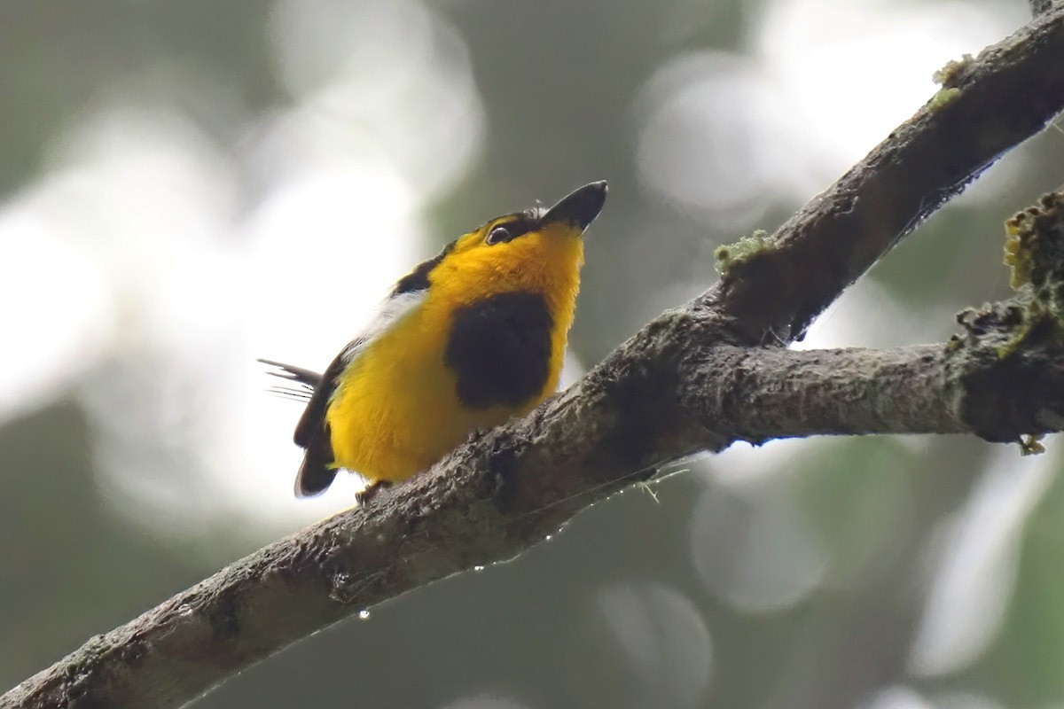 Black-breasted Boatbill - Jose Antonio Lama