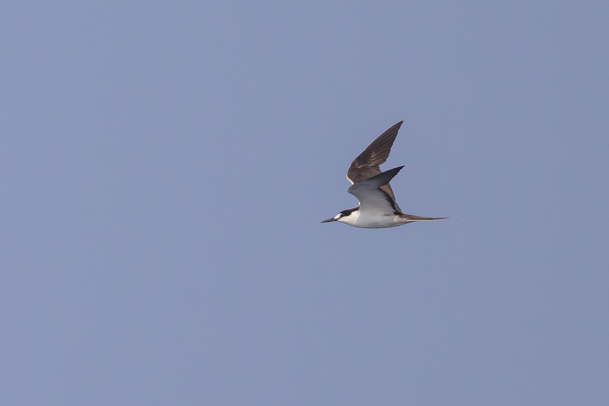 Sooty Tern - Stephen Davies