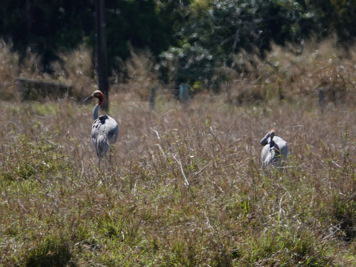 Sarus Turnası - ML622762403