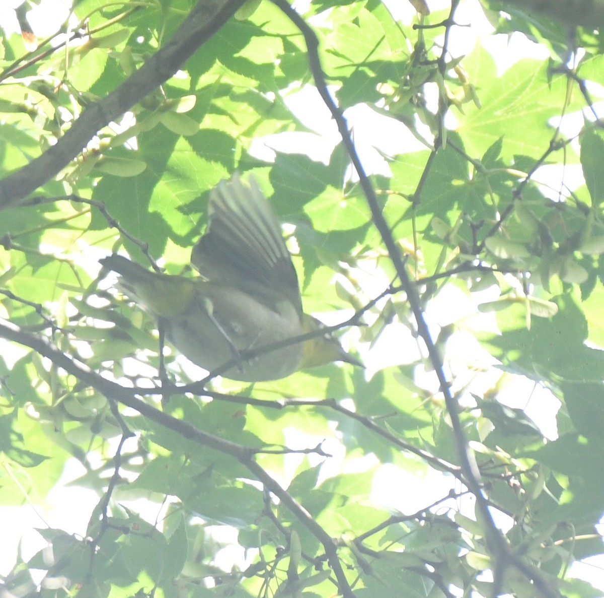 Warbling White-eye - ML622762404